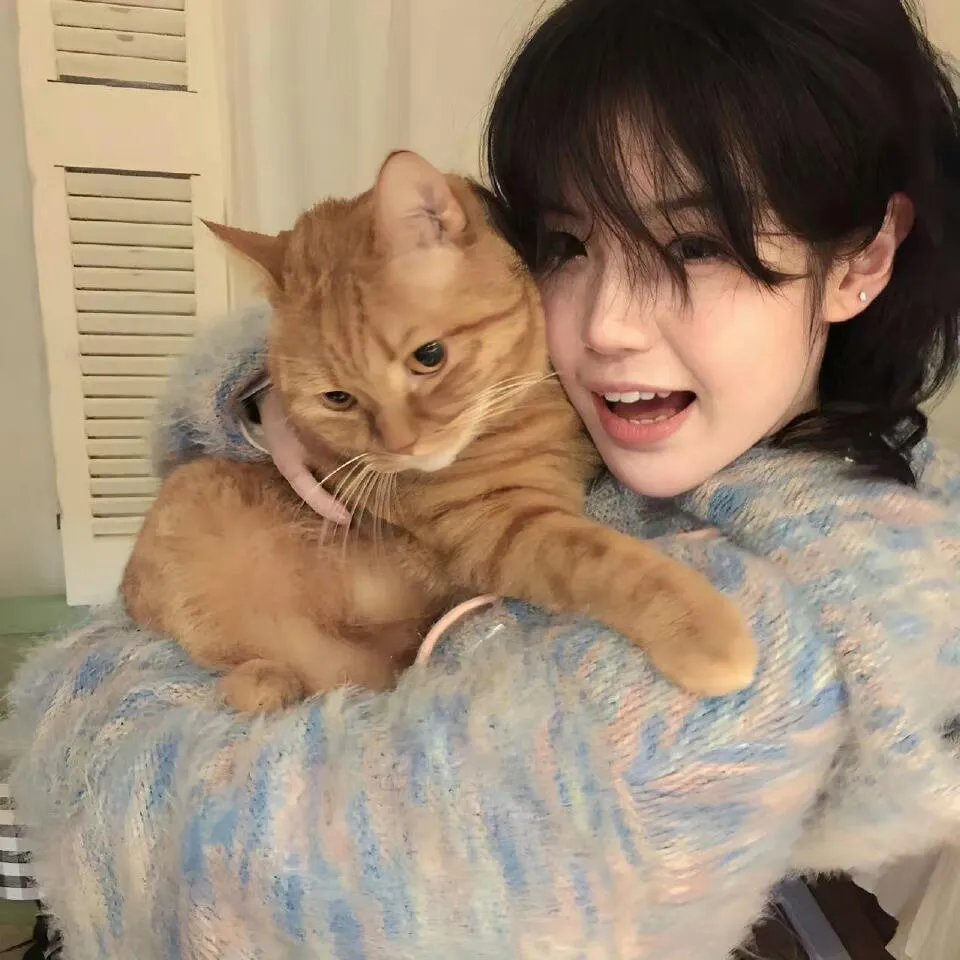 胡同猫